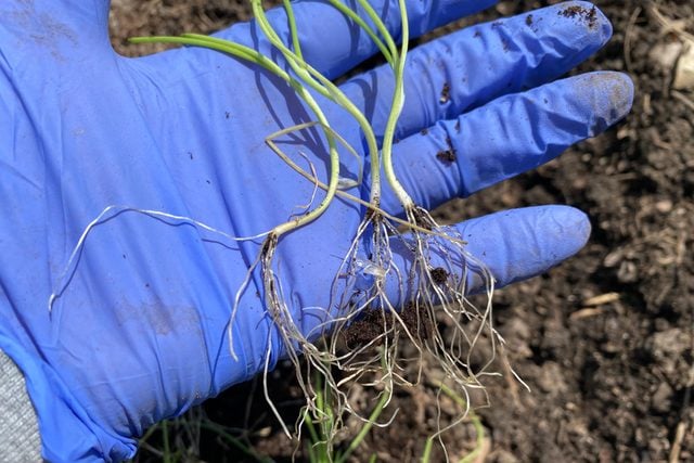 some onion seedlings ready to plant