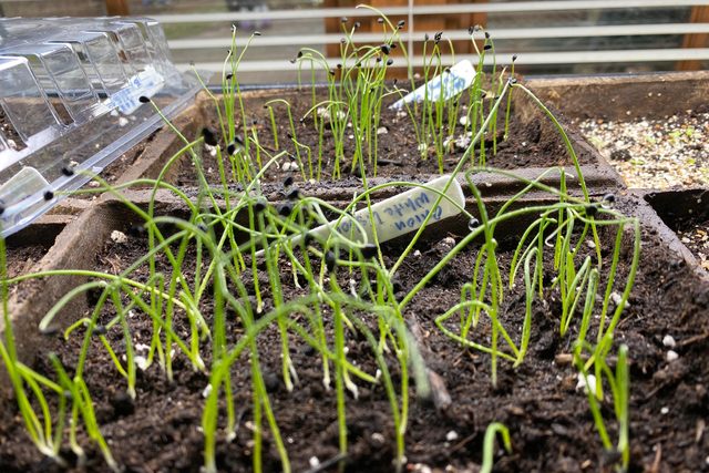 Onion seedlings, a little bigger.