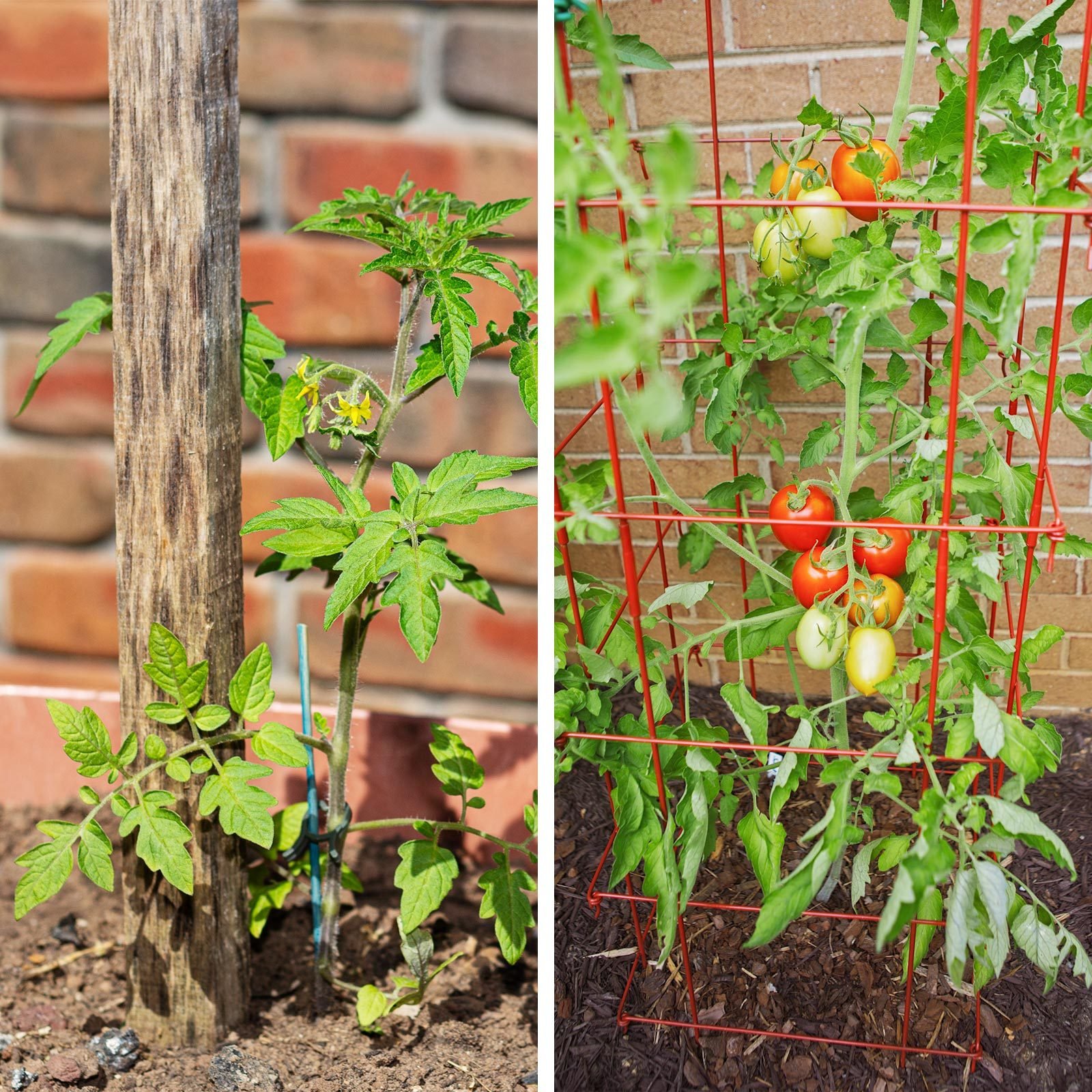 Do My Tomato Plants Need To Be Staked or Caged?