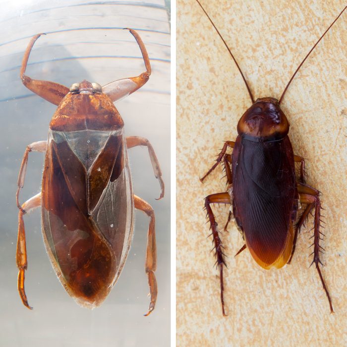 Water Bug Vs Cockroach side by side