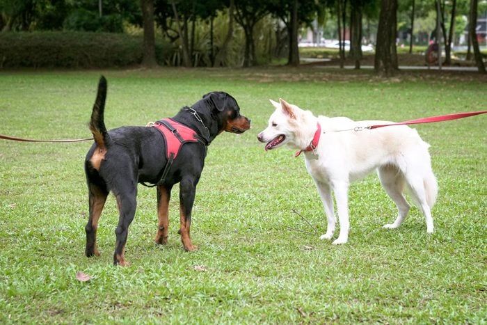 two dogs meeting each other. A black rottweiler is wearing a red harness and a white shepherd looking dog has a red collar