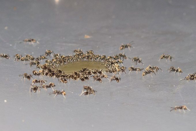 Ants Around A Puddle Of Liquid On A Table Near Kuranda In Queensland, Australia