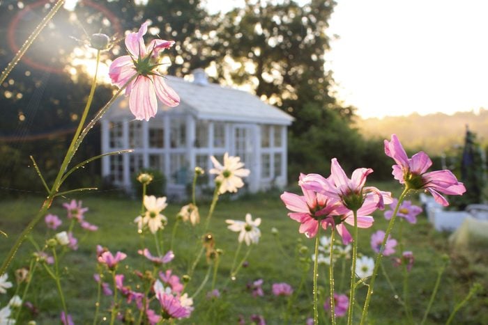 Beautiful Sunrise Garden Scene with Pink and White Cosmos Flowers in foreground and bokeh/blurred greenhouse in background, sun dappled selective focus