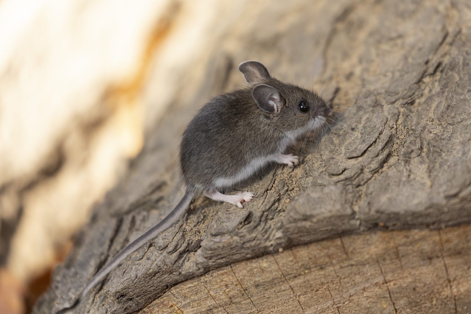 The deer mouse (Peromyscus maniculatus) north American native rodent,