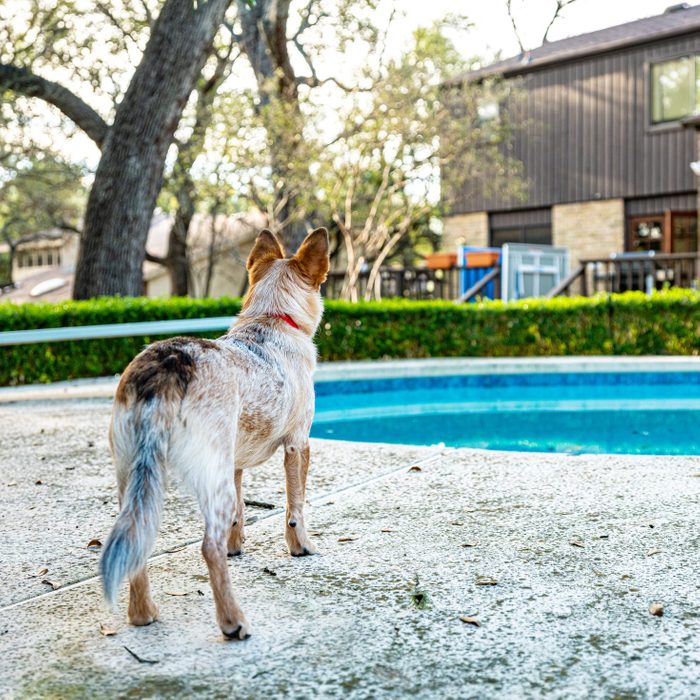Small mixed breed dog in the backyard near swimming pool
