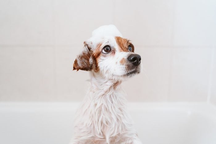 dog in a bathtub at home with some suds on his head