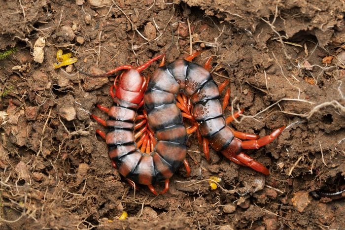 Indian Gaint centipede, Scolopendra hardwickei, Satara, Maharahtra, India