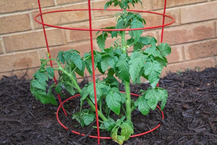 Tomato Plant in a Cage in a Home Vegetable Garden