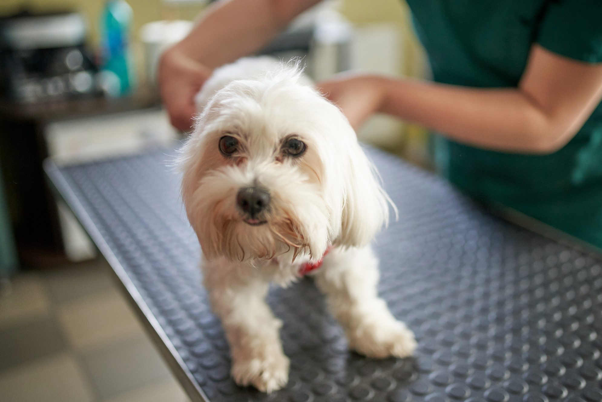 Veterinarian doctor giving vaccine to little maltese dog.