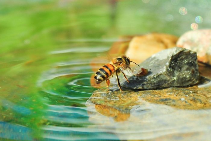 bee on a rock getting a drink of water