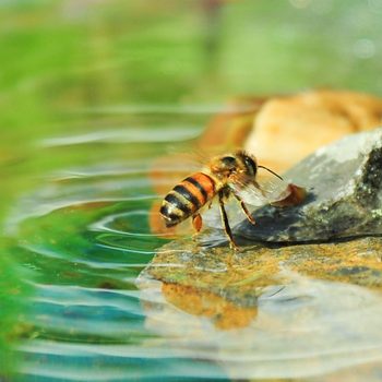 bee on a rock getting a drink of water