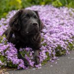How to Keep Dogs Out of Flower Beds