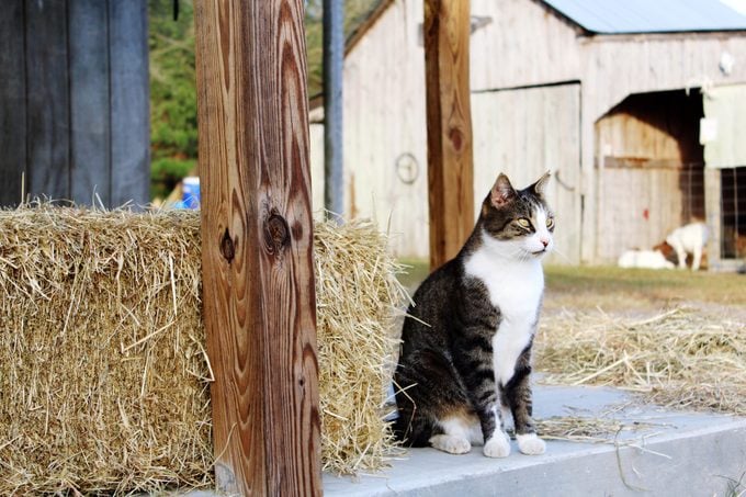 Cat Sitting In Front Of Hay