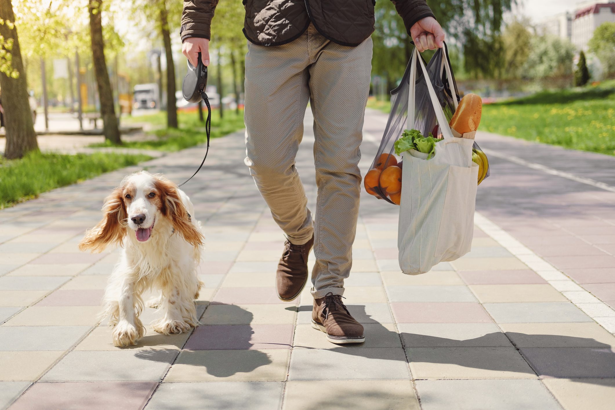 Dog walks next to a man with bag of groceries.