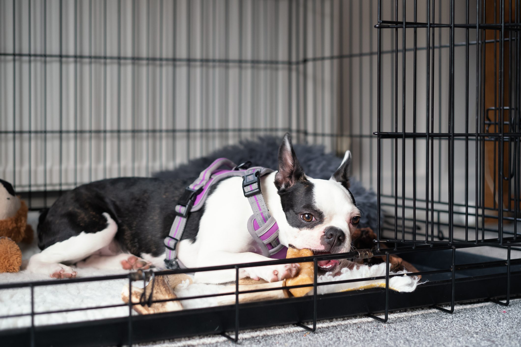 Boston Terrier puppy inside a cage or crate with the door open. She is lying down chewing a teething aid chew. She is wearing a harness.