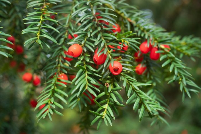 Small branches of yew with red fruits.