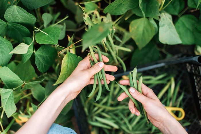 Young woman picking green beans from the vegetable garden