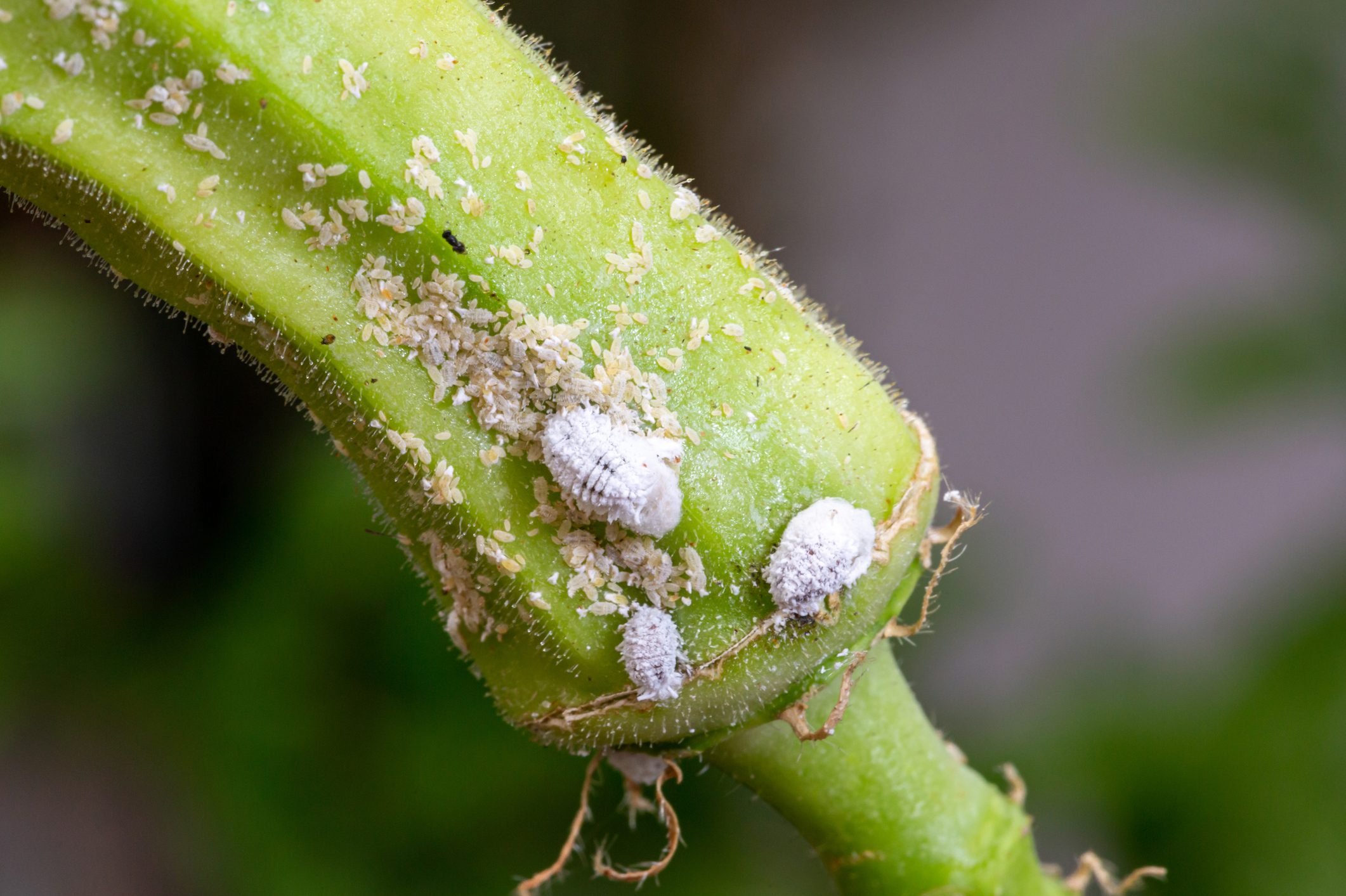 How to Get Rid of Mealybugs: 7 Easy Methods