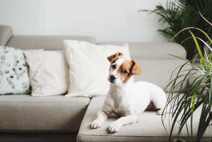 Dog with head cocked sitting on sofa at home