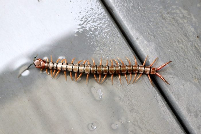 Brown or stone centipede (Lithobius forficatus) crawling on wooden floor : (pix SShukla)