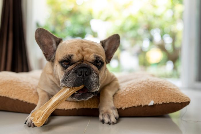 French bulldog with rawhide bone on brown pillow indoor.