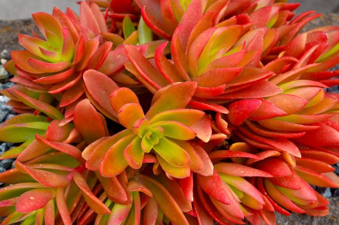 Sedum adolphii Firestorm succulent plant as in the garden.Tropical succulents, decorative houseplants concept