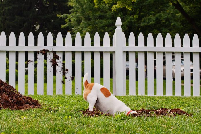 Dog digging hole in front yard