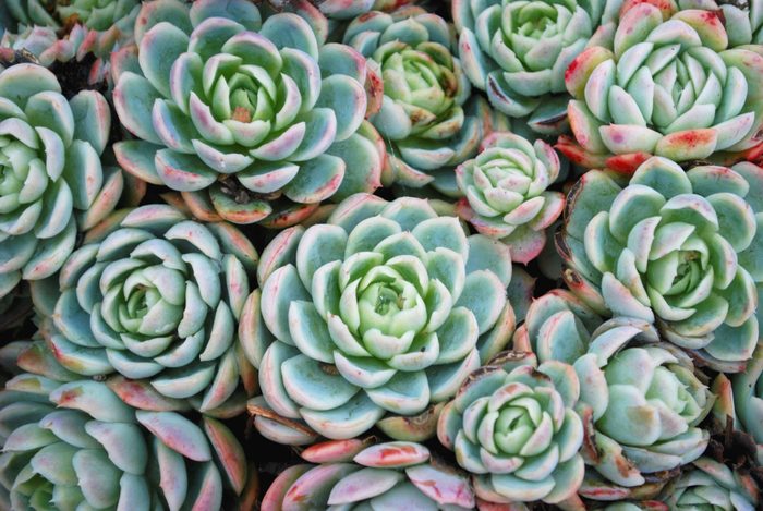 'Hens and Chicks' Succulent