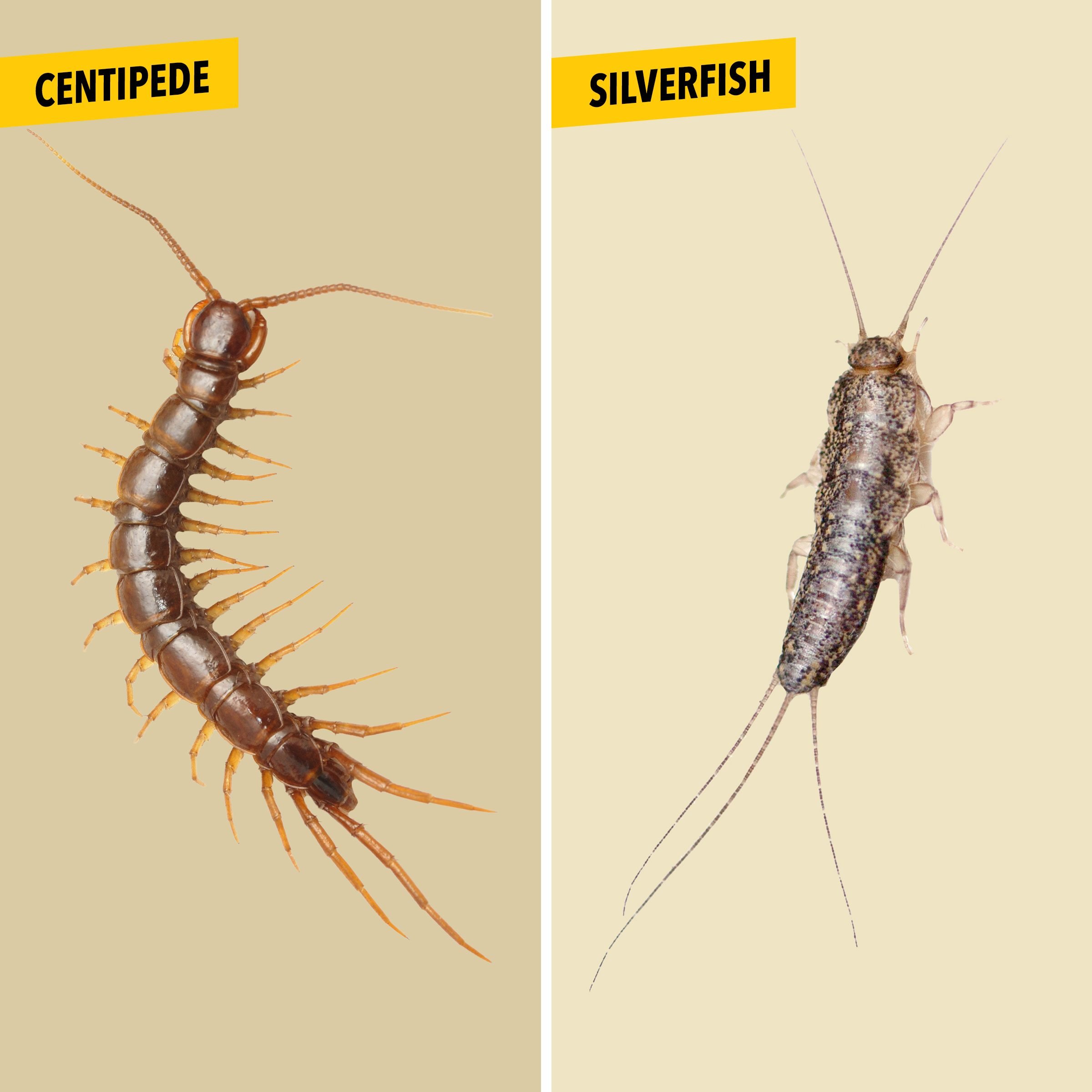 House Centipede vs. Silverfish: What's the Difference?