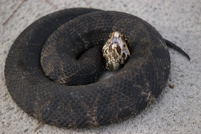Coiled Cottonmouth