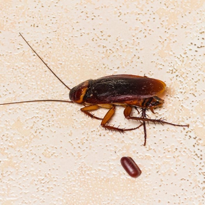 the dead cockroach with cockroach eggs