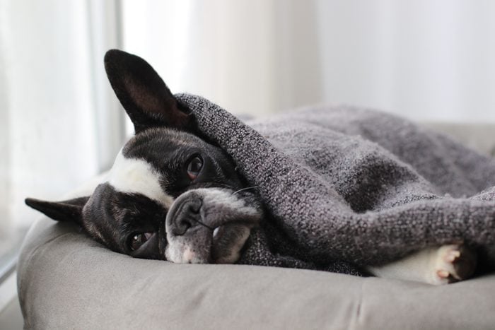 Close-Up Of French Bulldog Resting On Pet Bed