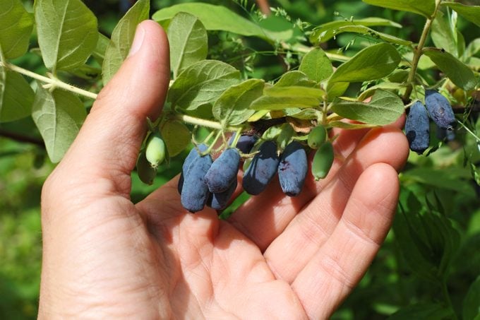 picking honeyberries from a plant