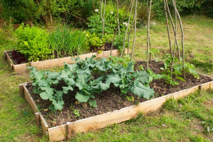 Vegetable Garden in raised bed