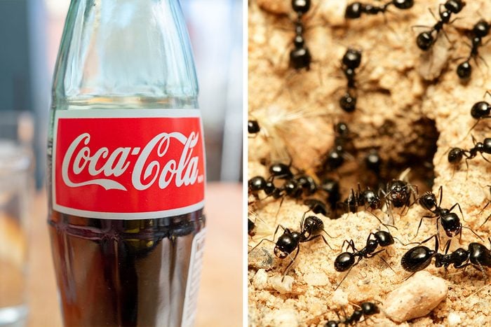 Should You Use Coca Cola To Rid Of Ants