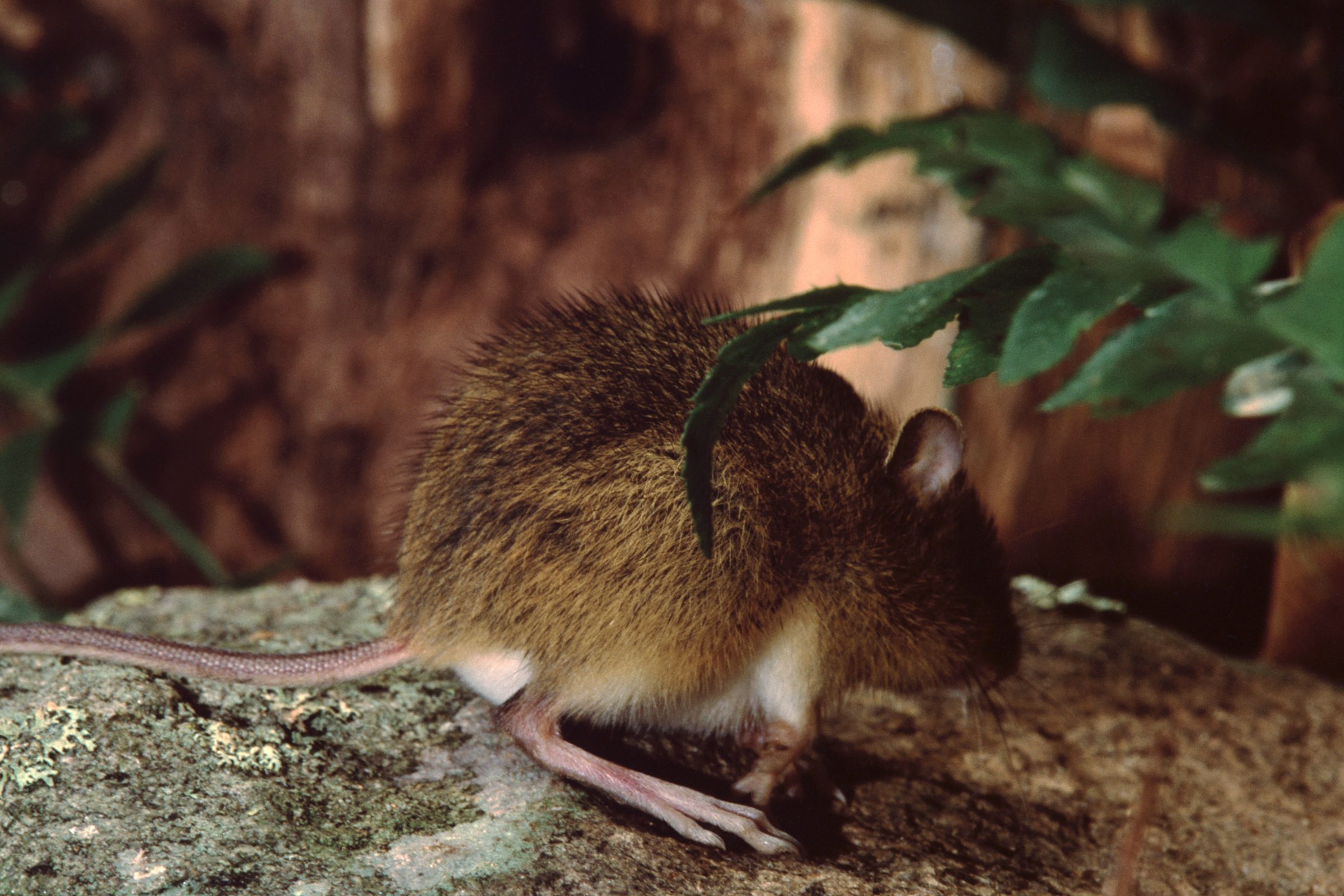 Jumping Mouse Gettyimages 1155564275 Jvedit