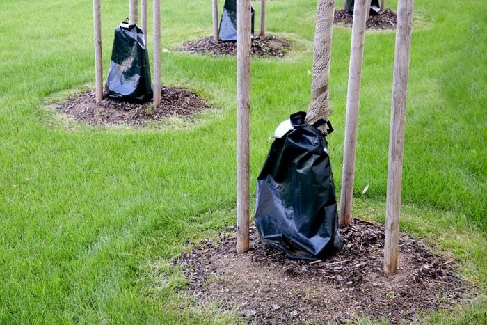 tree watering bags around the base of each of the newly planted trees