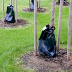 Should You Be Using a Tree Watering Bag?