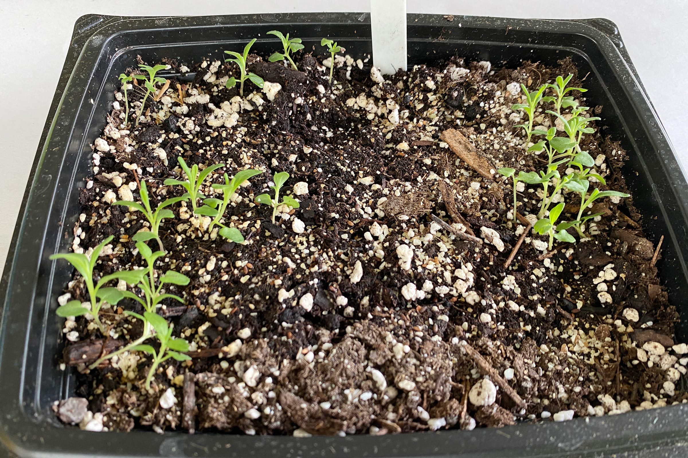 Growing lavender from seed, how is it looking? 3 month update. : r/gardening
