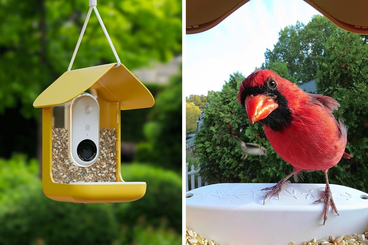 Bird Buddy Smart Bird Feeder Identifies Your Bird Friends Using AI
