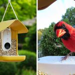 Check Out the Smart Bird Feeder That’ll Send You Selfies of Your Birds