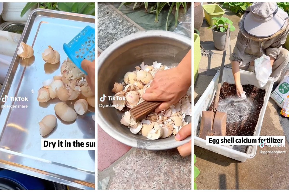 DIY Egg Shell Calcium Fertilizer Via @GardenShare TikTok