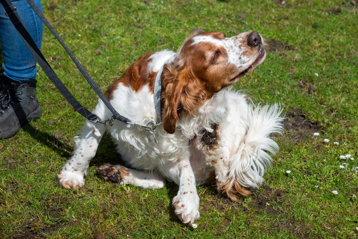 Welsh Springer having a scratch outdoors in a field in summer sunshine
