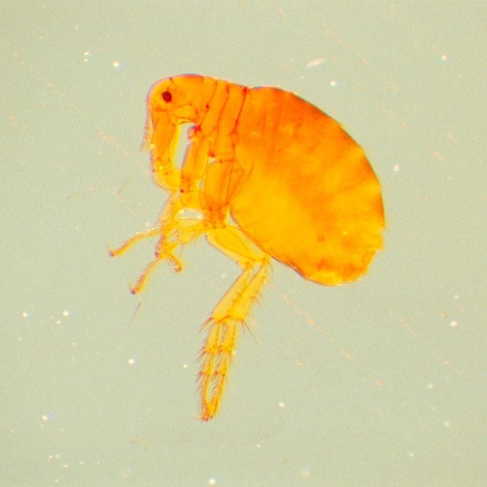 Close up of a flea macro