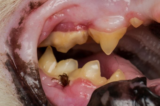 The Tick Attached To The gums of an animal