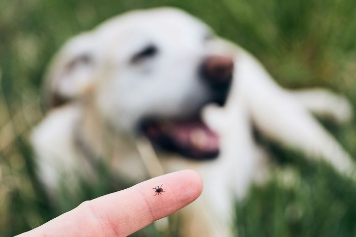 Close-up view of tick on human finger against dog lying in grass