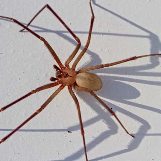 Homeowner’s Guide to Brown Recluse Spiders
