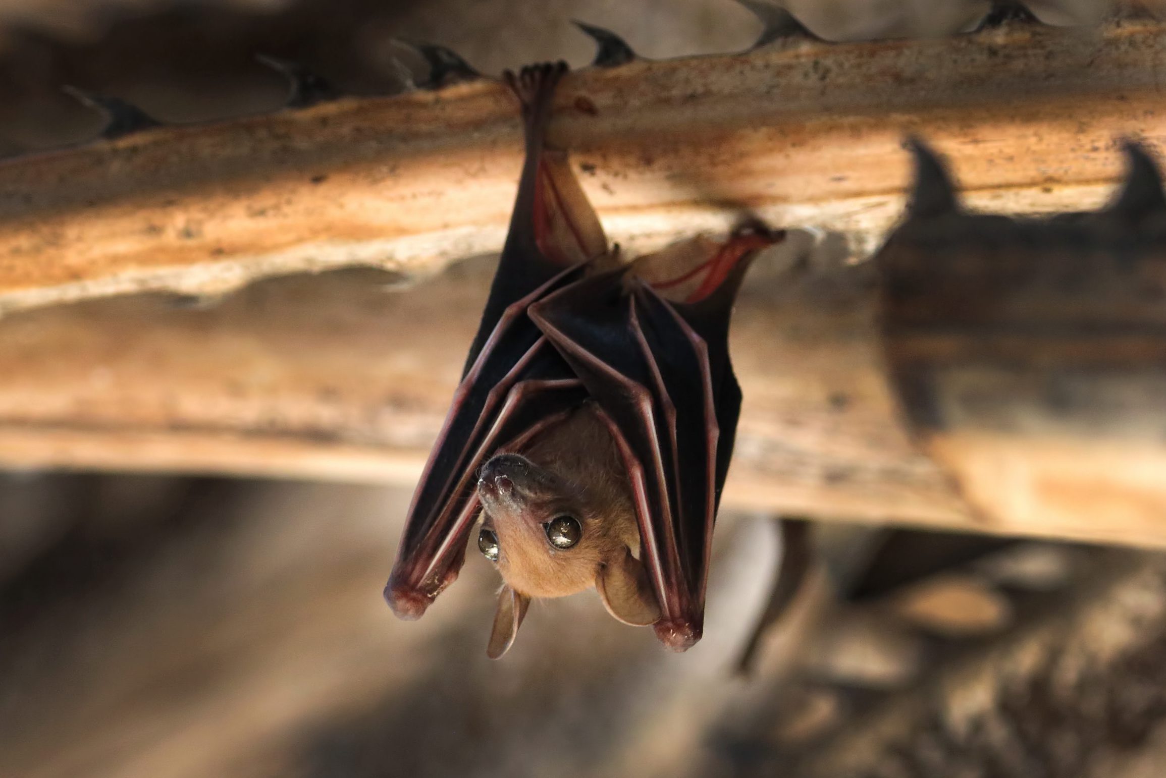 What Is a Bat Exclusion and Do You Need One?
