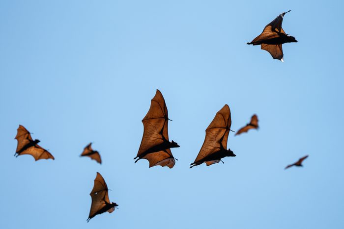 Flying bats flying in the sky