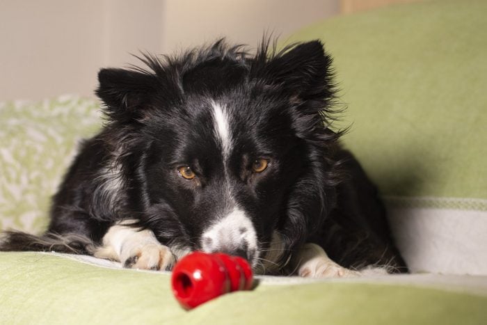 Beautiful border collie puppy stares at his Kong on the couch